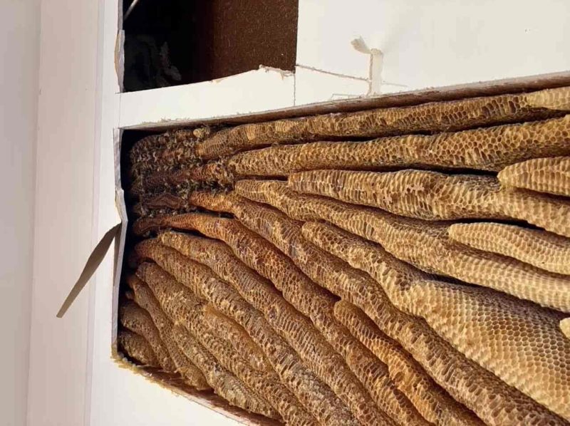 Huge Bee Hive