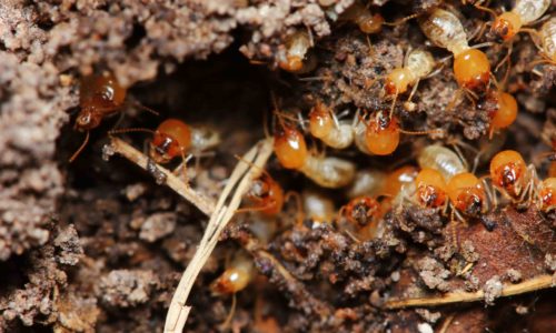 Termites and Ants