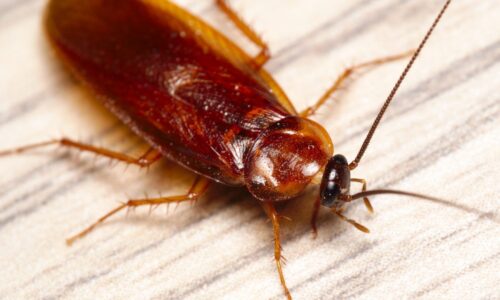 Why is unhealthy to have cockroaches in your home