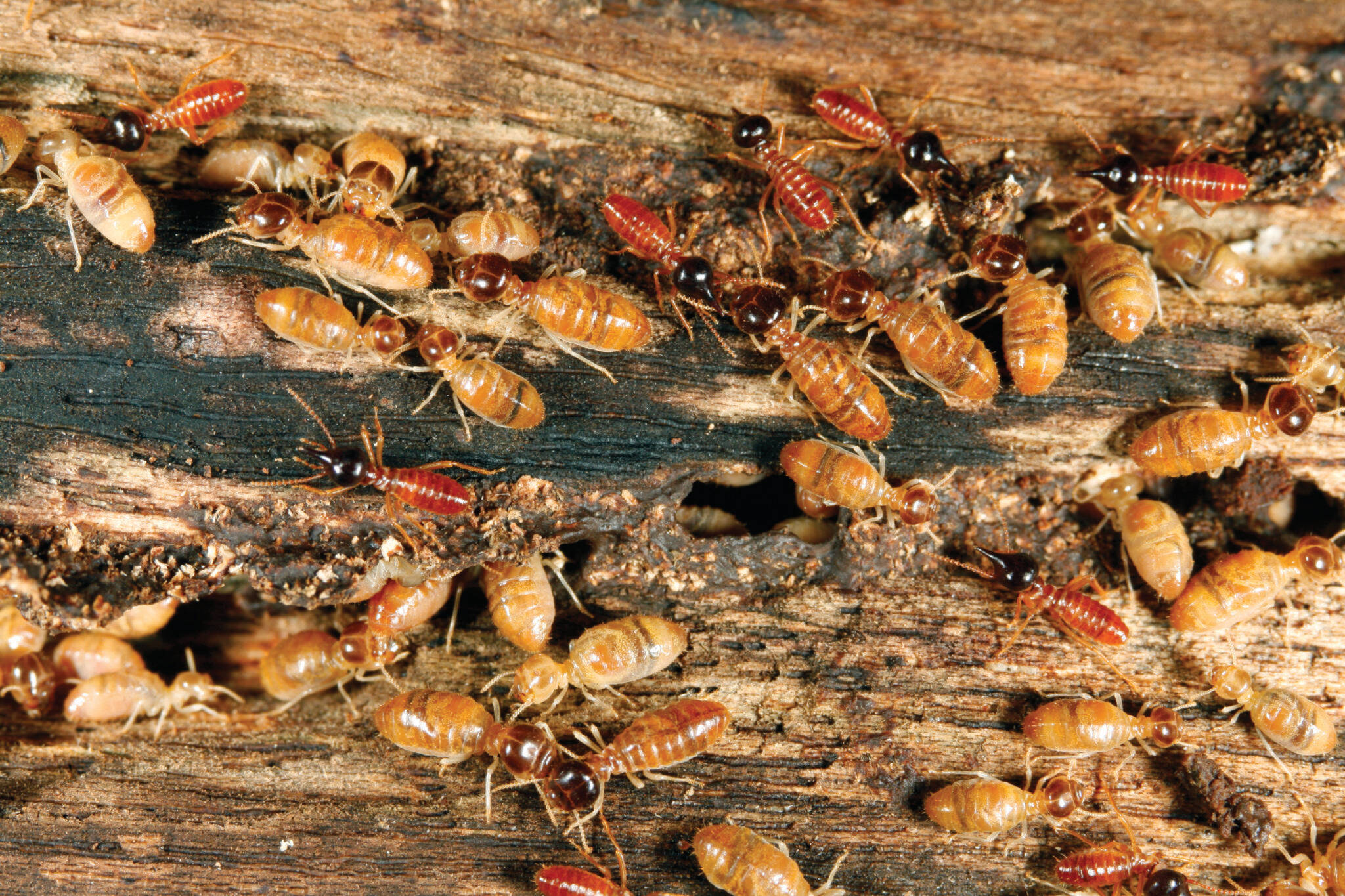 Wodonga Termites