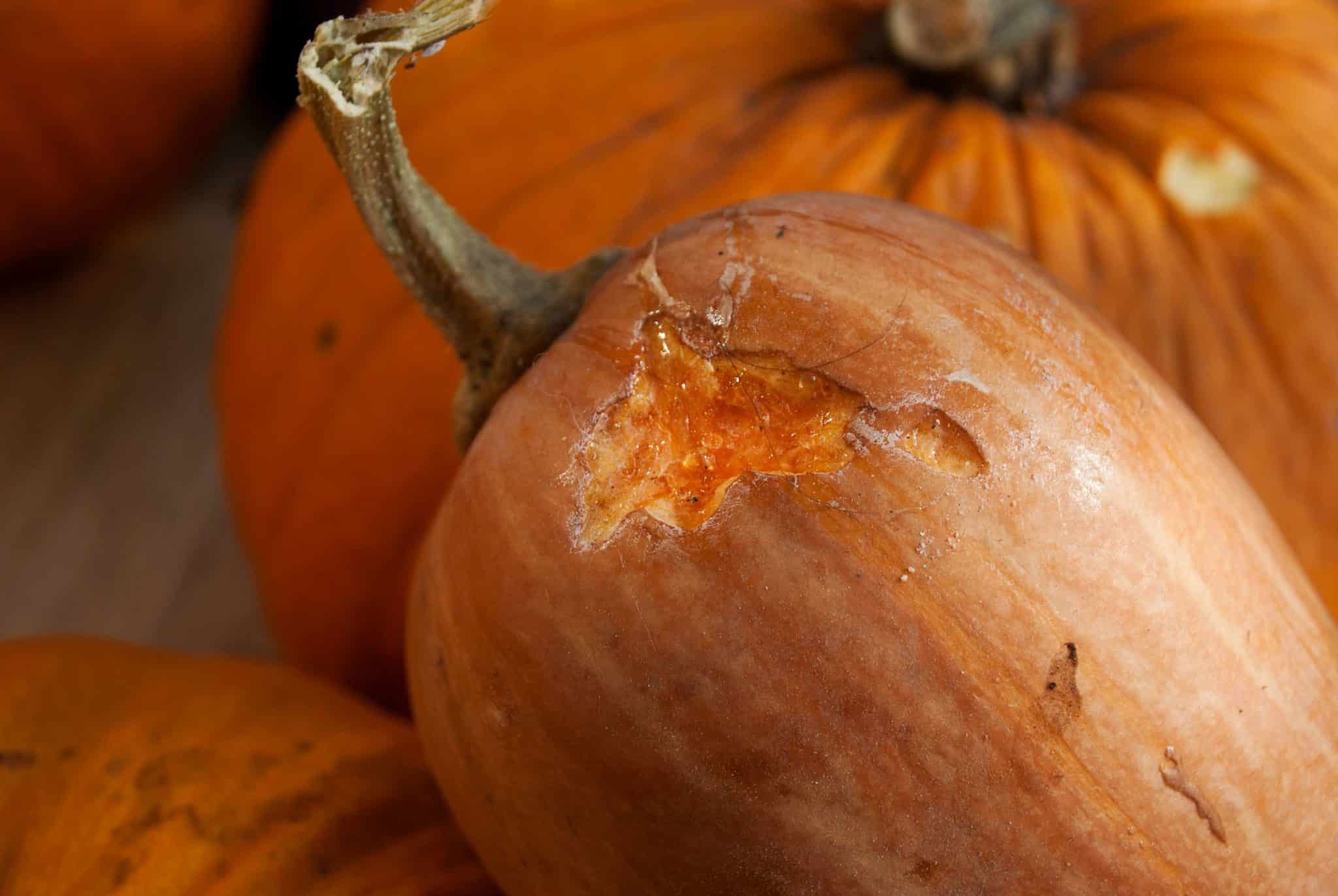 Agricultural rodent damage