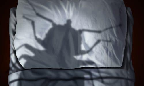 Bed Bug Shadow