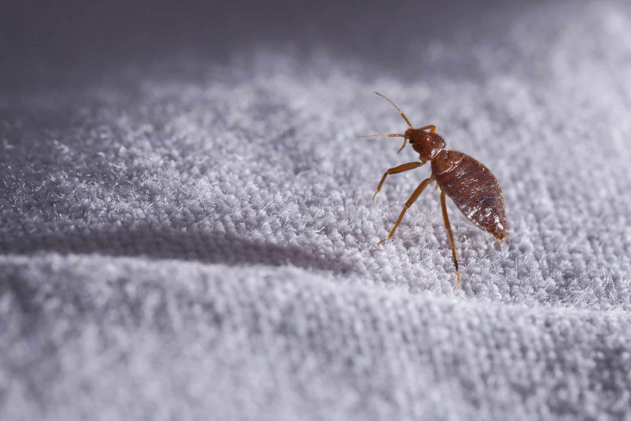 Bed bugs are a pest in hotels