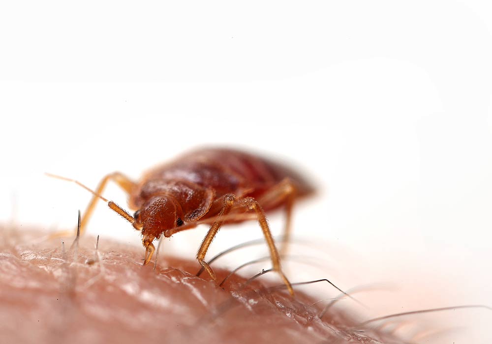Bed Bug Pest Control