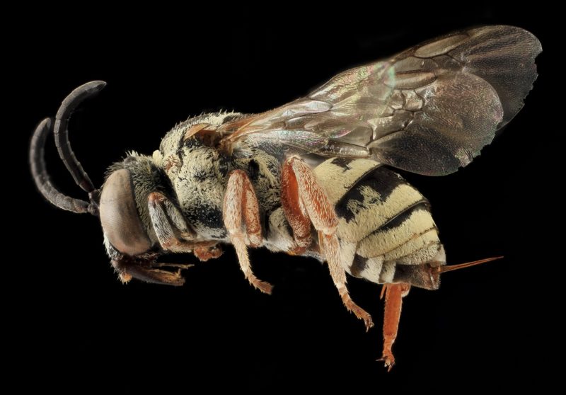 Asian Honey Bee Pest Control