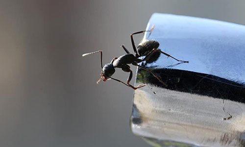 Black House Ant Treatment