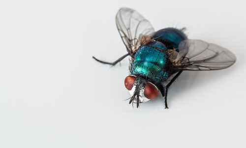 Blow Fly Pest Control