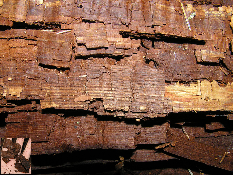 Brown Rot Fungi is also known as brown cubic rot