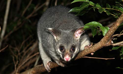 Brushtail Possum