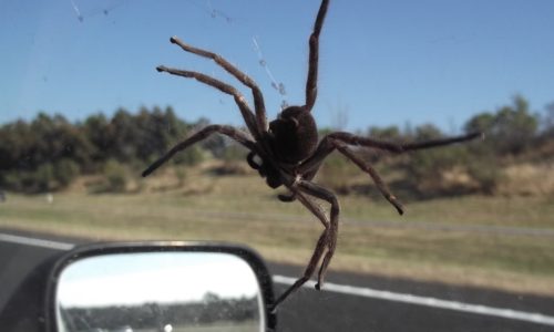 Spider Car Window