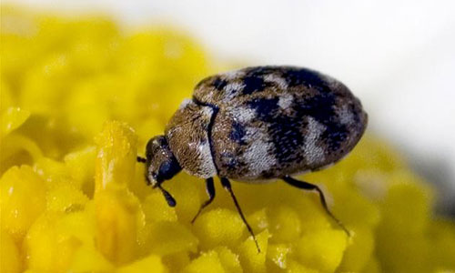 Carpet Beetle Pest Control