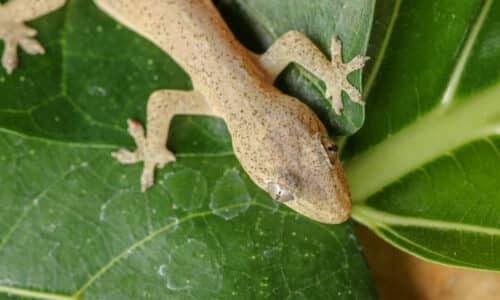 asian house gecko on a leaf