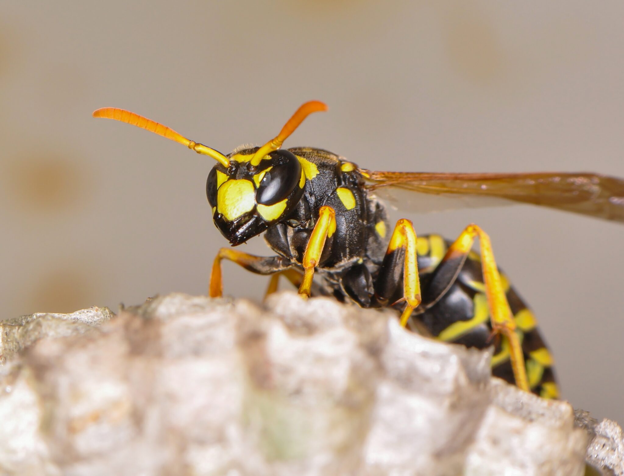 European Wasp Pest Control Flick Pest Control European Wasp Pest Control Flick Pest Control