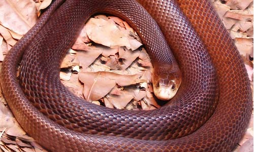 Coastal Taipan