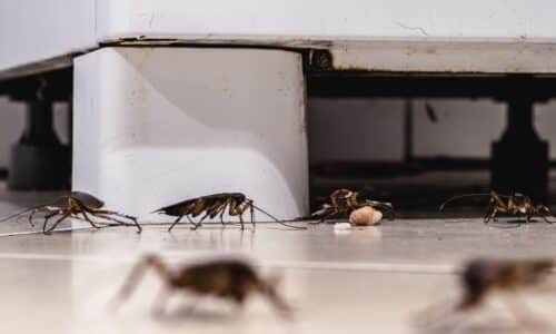 Australian home that doesn't have a Flick Home Protection Plan infested with cockroaches