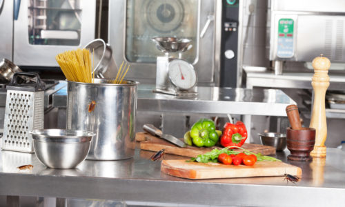 Cockroaches in Commercial Kitchen