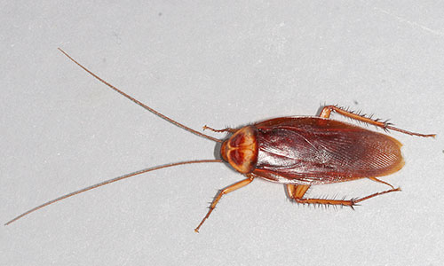 Common American Cockroach Pest Control