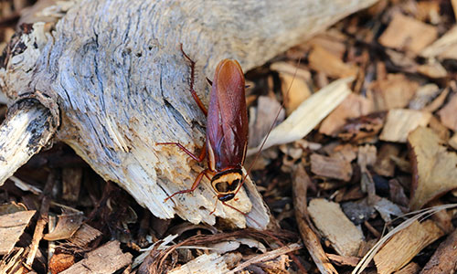Common Australian Cockroach Pest Control