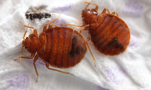 Common Bed Bug Pest Control