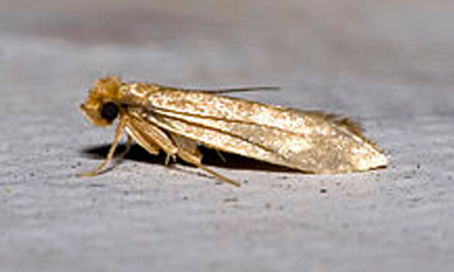 Common Clothes Moth Pest Control
