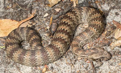 Common Death Adder