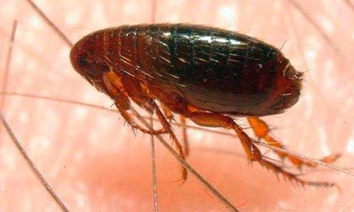 Common Flea Pest Control