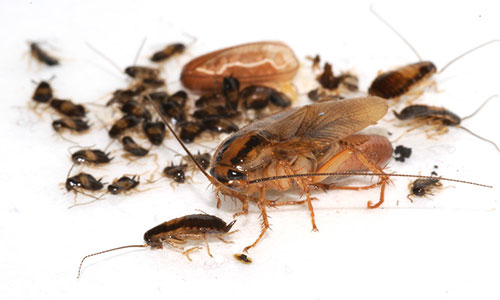 Common German Cockroach Pest Control