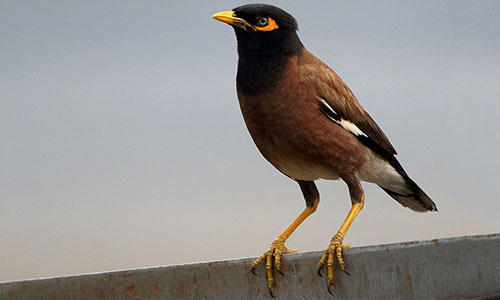 Common India Myna Pest Control