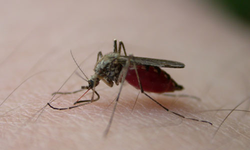Common Mosquito Pest Control