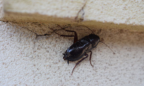 Common Oriental Cockroach Pest Control