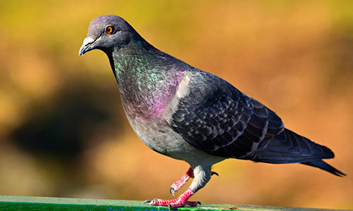 Common Pigeon Pest Control