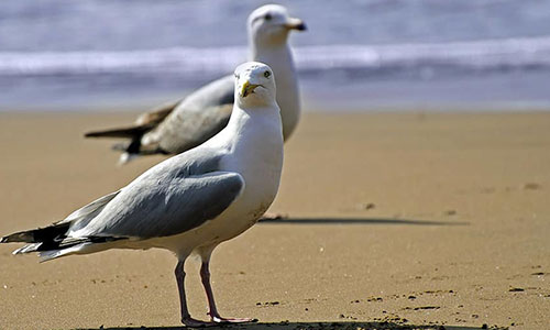 Common Seagull Pest Control