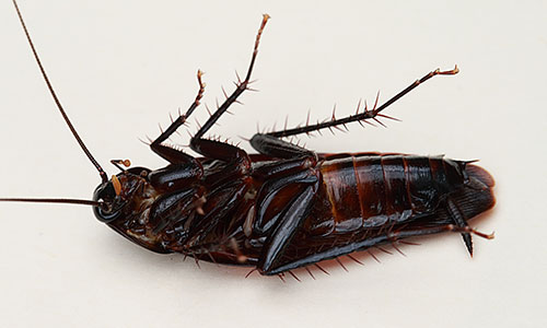 Common Adult Smoky Brown Cockroach Pest Control