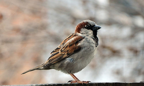 Common Sparrow Pest Control