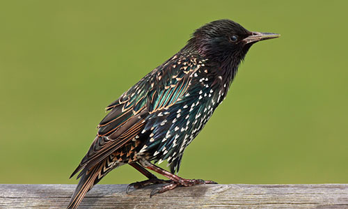 Common Starling Pest Control