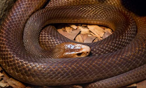 Eastern Brown Snake