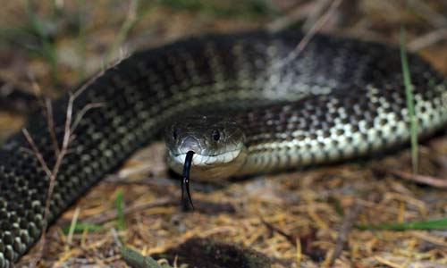 Eastern Tiger Snake