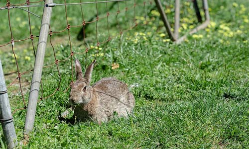European Rabbit Pest Control