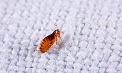 Flea on Bed Sheet