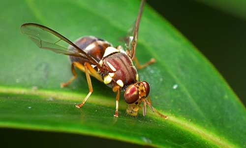 Fruit Fly Pest Control