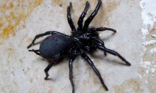 Funnel Web Spider Pest Control