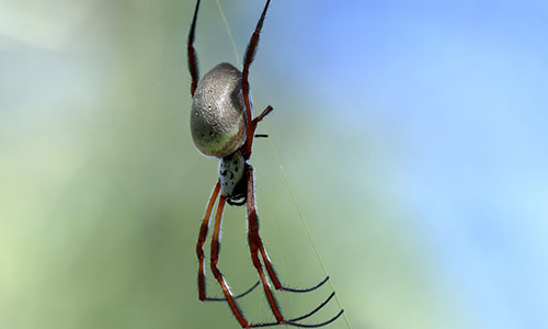 Garden Orb Spider Pest Control