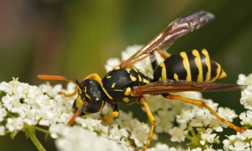 Get Rid of Wasps in Canberra