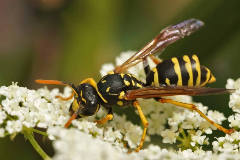 Get Rid of Wasps in Canberra