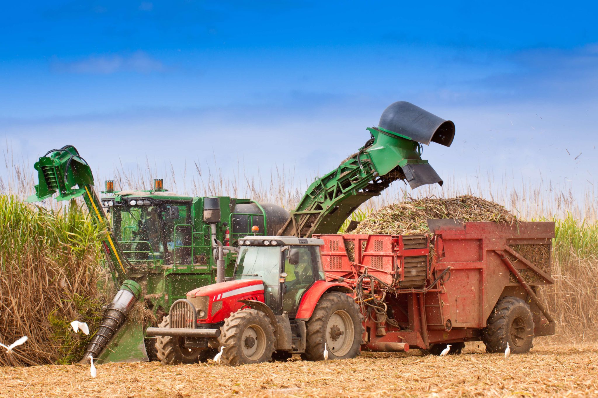 Harvesting Grain Scaled