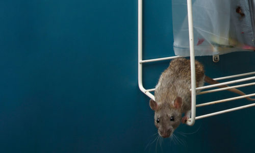 Rodent on Rack