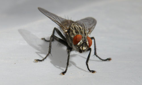 House Fly Pest Control