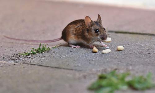 House Mouse Pest Control