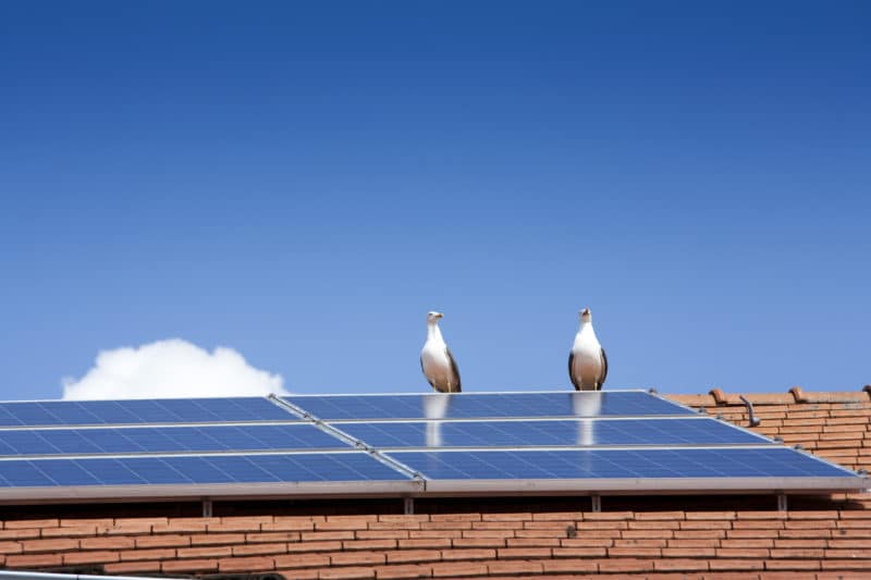 Bird Prevention