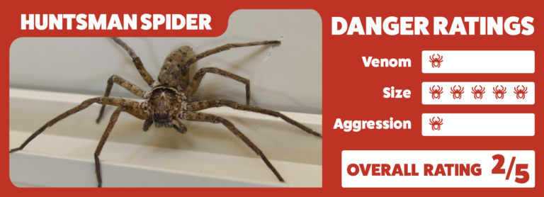 Hunstman Spider INFOGRAPHIC - Horizontal